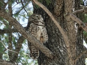 Mexican Spotted Owl