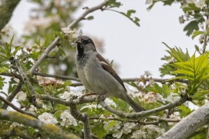 House Sparrow