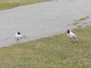 Black-headed gulls