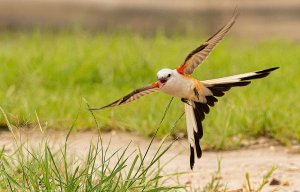 Scissor-tailed Flycatcher, Female