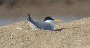 Little Tern