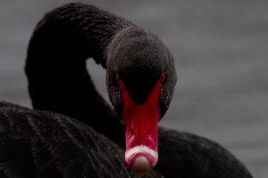 Black Swan