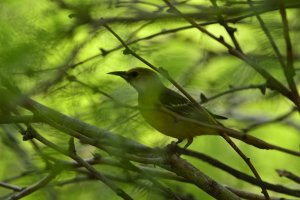 Hooded Oriole