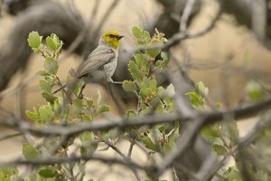 Verdin