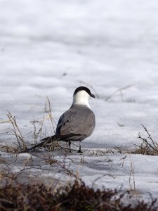 Long-tailed skua