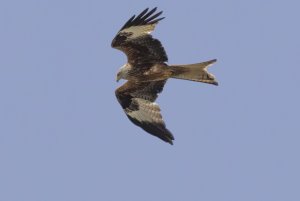 Red Kite