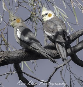 Cockatiels.