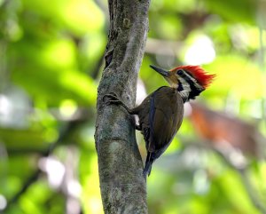 Olive-backed Woodpecker