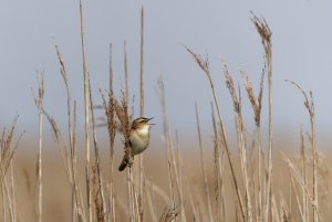 I seem to specialise on Sedge Warblers - they do seem to like posing more than other warblers.