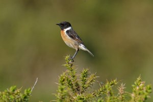 Stonechats also seem to like to pose.
