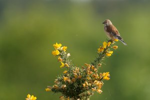 Linnet on Kelling Heath