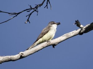 Thick-billed Kingbird