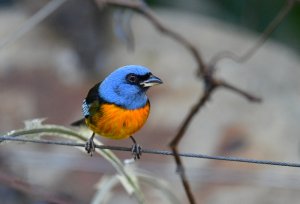 Blue-and-yellow Tanager