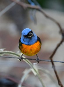 Blue-and-yellow Tanager