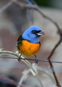 Blue-and-yellow Tanager