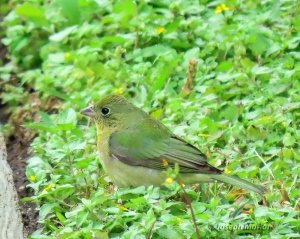 Painted Bunting