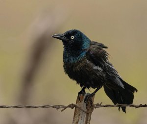 Common Grackle, Male