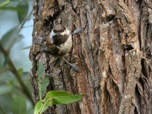 chestnut backed chickadee