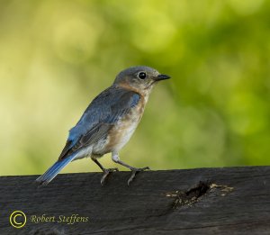 Eastern Bluebird, Female