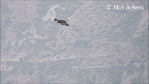 Himalayas-801 : Black Eagle soaring : infrequent sighting : Amazing Wildlife of India by Renu Tewari and Alok Tewari