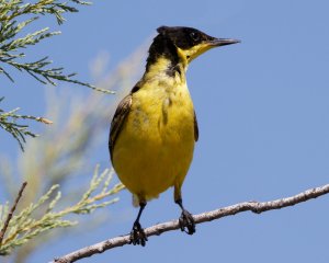 Yellow Wagtail