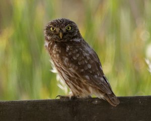 Little Owl