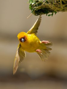 Ruppell's weaver