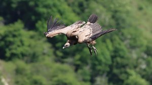 griffon vulture