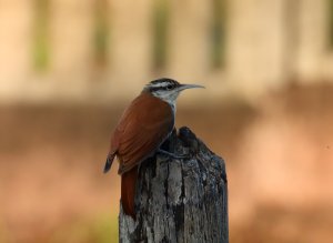 Narrow-billed Woodcreeper