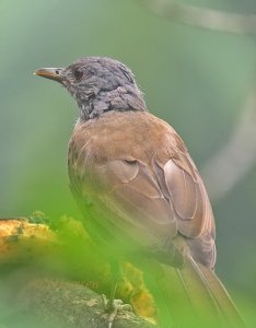 Pale-breasted Thrush