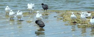 Gulls/Common Coots