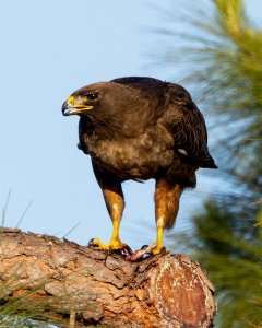 Redtail Hawk