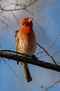 Housefinch