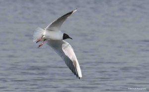 Black-headed  Gull 5043.jpg