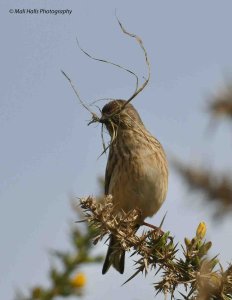 Linnet 1882.jpg