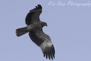 Whistling Kite.