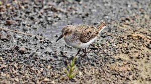 Little Stint