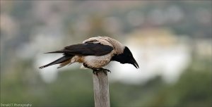 Hooded Crow.