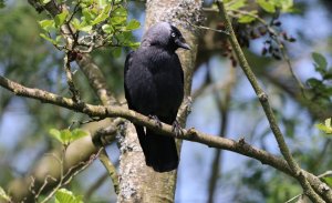 Jackdaw