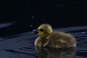 Greylag Gosling