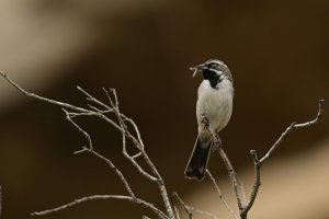 More Black-throated Sparrows