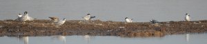 Little Terns/Whiskered Tern