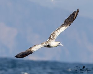 Red - footed Booby