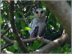 Barred Eagle Owl juv.