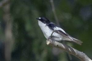 Pied Flycatcher (male)