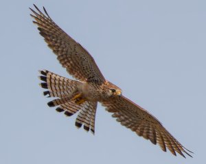 Eurasian Kestrel