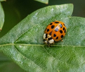 Asian Ladybug Beetle