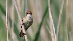 common reed warbler
