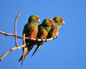 Golden-capped Parakeet