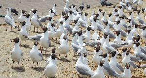 Brown-headed Gulls